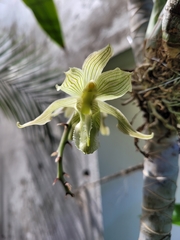 Clowesia