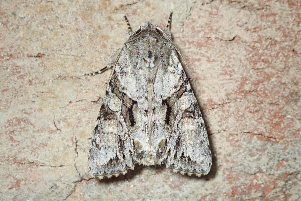 Distinct Quaker