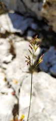 Poa sterilis