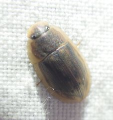 Helobata larvalis
