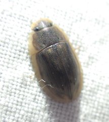 Helobata larvalis