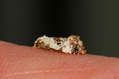 Neocochylis hybridella