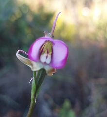 Disperis capensis
