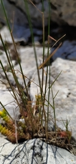 Poa sterilis