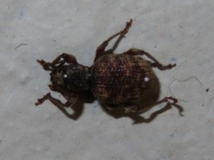 Otiorhynchus crataegi