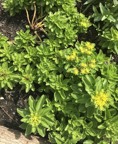 Sedum ellacombianum