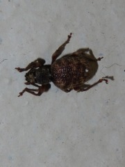 Otiorhynchus crataegi