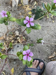 Catharanthus roseus