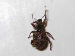 Otiorhynchus crataegi