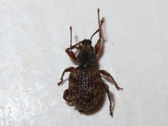 Otiorhynchus crataegi
