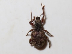 Otiorhynchus crataegi