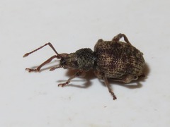 Otiorhynchus crataegi