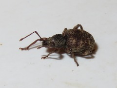 Otiorhynchus crataegi
