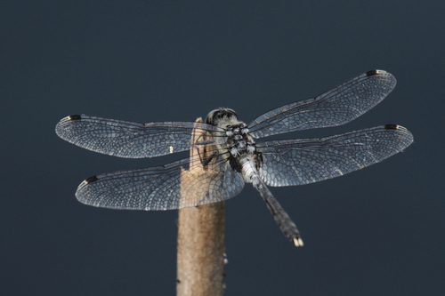 Photo of Dark Whiteface (Leucorrhinia albifrons)