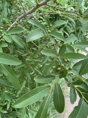 Lindera angustifolia