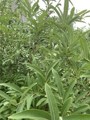 Lindera angustifolia