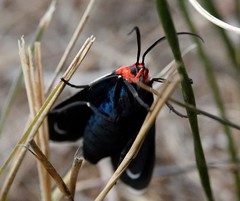 Ctenucha multifaria