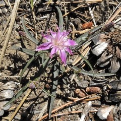 Stephanomeria lactucina