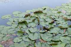 Nymphaea candida