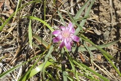 Stephanomeria lactucina