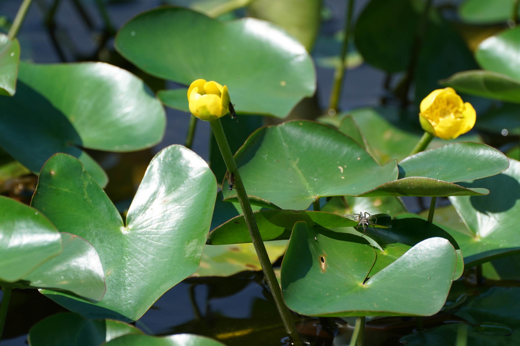 Nuphar subintegerrima (Nuphar subintegerrima)