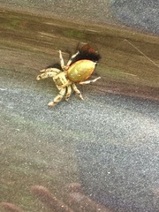 Paraphidippus