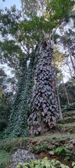 Philodendron erubescens