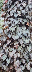 Philodendron erubescens