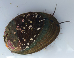 Haliotis cracherodii