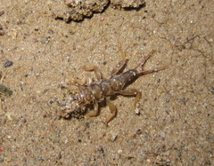 Acroneuriinae