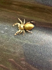 Paraphidippus