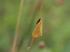Setina
