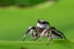 Salticidae