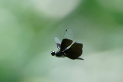 Rhyothemis fuliginosa