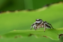 Salticidae