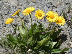 Doronicum clusii