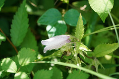 Campanula punctata punctata