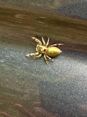 Paraphidippus