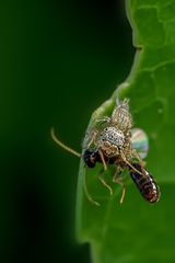 Salticidae