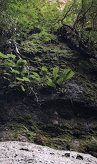 Stanhopea hernandezii