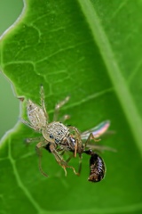 Salticidae