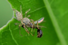Salticidae