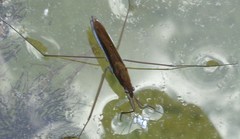 Limnoporus rufoscutellatus