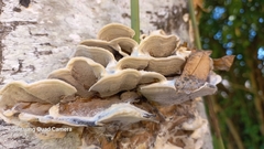 Fungi