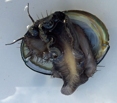 Haliotis cracherodii