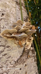 Fungi