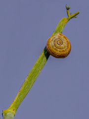 Otala punctata