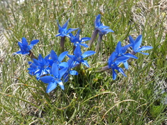 Gentiana brachyphylla brachyphylla