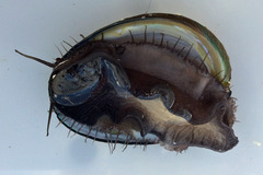 Haliotis cracherodii