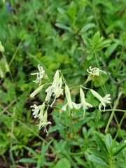 Silene saxatilis